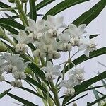 Gomphocarpus fruticosus Flor