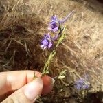 Delphinium gracile Flor