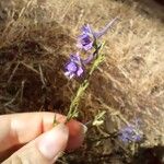 Delphinium gracile Floare