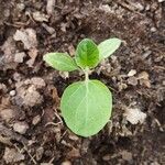 Solanum melongena Blatt