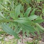 Helenium autumnale Yaprak