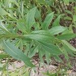 Helenium autumnale Levél