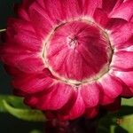 Xerochrysum bracteatum Blomma