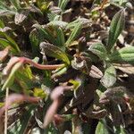 Diatelia tuberaria Likasa