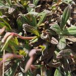 Tuberaria lignosa Blatt