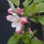 Malus pumila Bloem