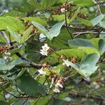 Piliostigma thonningii Λουλούδι