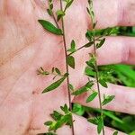 Polygala paniculata Лист