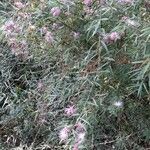 Calliandra brevipes Hàbitat