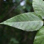 Ficus lateriflora برگ