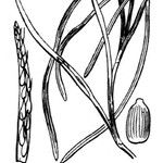 Zostera marina Outro