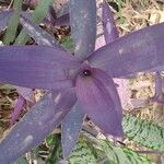 Tradescantia pallida List