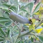 Crotalaria grahamiana Fruto
