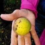 Juglans nigra Fruit