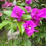 Bougainvillea glabra Kvet