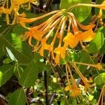 Lonicera hirsuta Floare