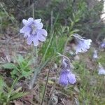 Pinguicula caerulea