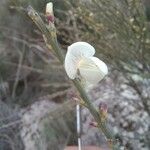 Cytisus multiflorus Flower