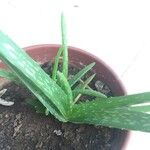 Aloe veraFeuille