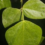 Desmodium purpusii Hoja