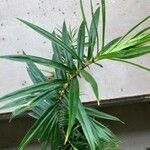 Freycinetia cumingiana Leaf