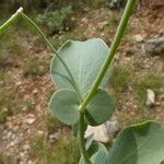 Coronilla scorpioides Other