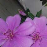 Tibouchina urvilleana Flor