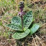 Ledebouria revoluta Leaf