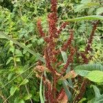 Rumex aquaticus Gyümölcs