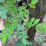 Ateleia herbert-smithii Hoja