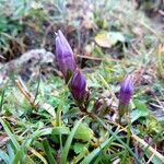 Gentianella germanica Flor