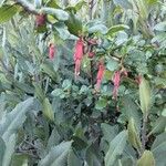 Ribes speciosum Kukka
