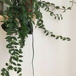 Columnea microphylla Hoja