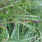 Carex rostrata Blodyn