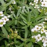 Lobularia maritima Levél