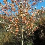 Acer × freemanii অভ্যাস