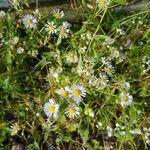 Erigeron strigosusBlüte