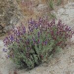 Salvia dorrii Habit