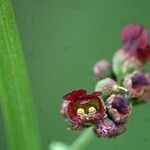 Scrophularia auriculata Blüte
