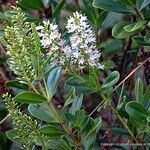 Veronica bollonsii