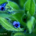 Asperugo procumbens Λουλούδι