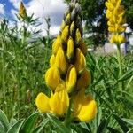 Lupinus luteus Kvet