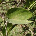 Piliostigma thonningii Φύλλο