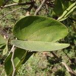 Piliostigma thonningii Folha