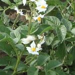 Solanum tuberosum പുഷ്പം