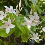 Kopsia singapurensis Flor