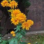 Rudbeckia laciniata Hábito