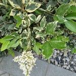 Ligustrum sinenseКвітка