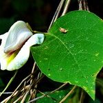 Centrosema macrocarpum Fleur