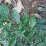 Citrus australasica Leaf